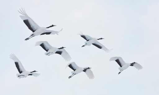 Six Red-Crowned cranes in flight